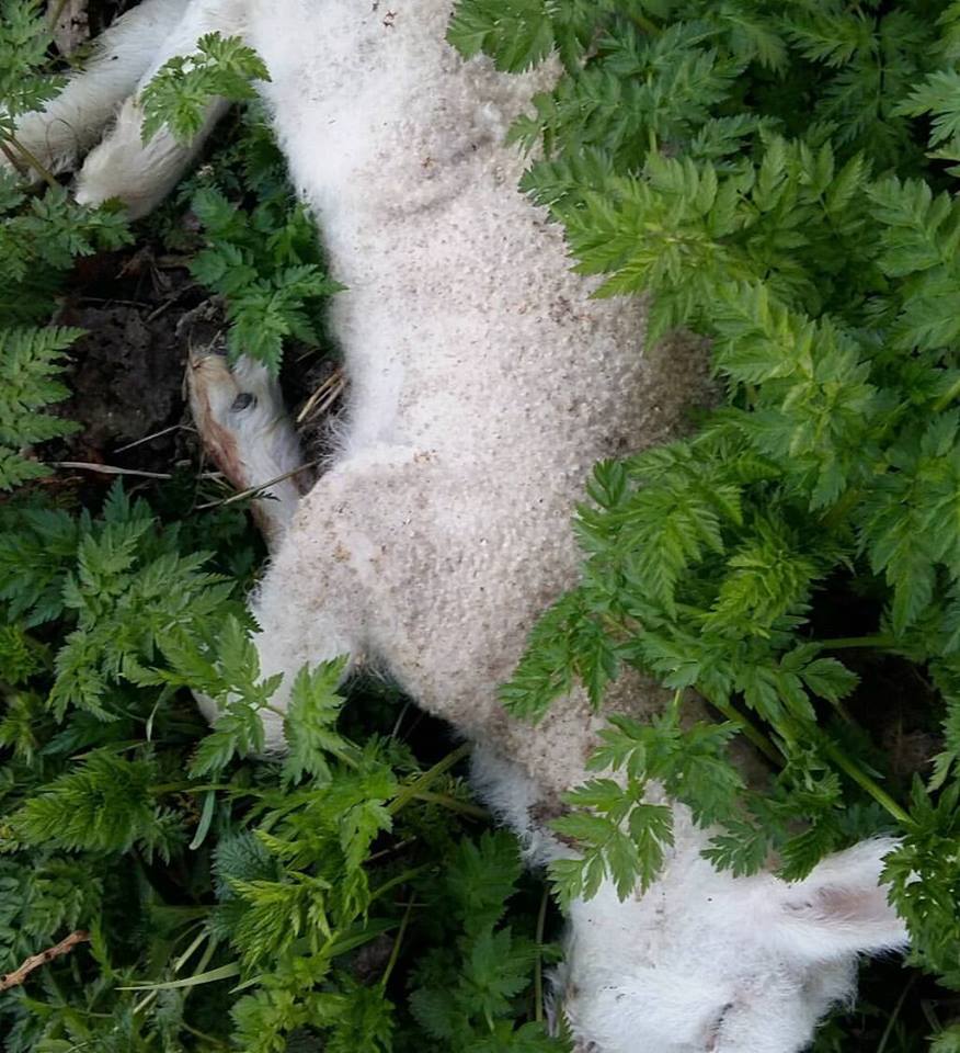 Herwijnen – Gezocht – Dode schapen/lammetjes in de sloot