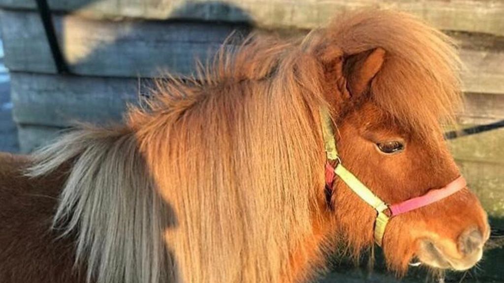 Achterberg – Gezocht – Pony Rico verdwenen uit weiland